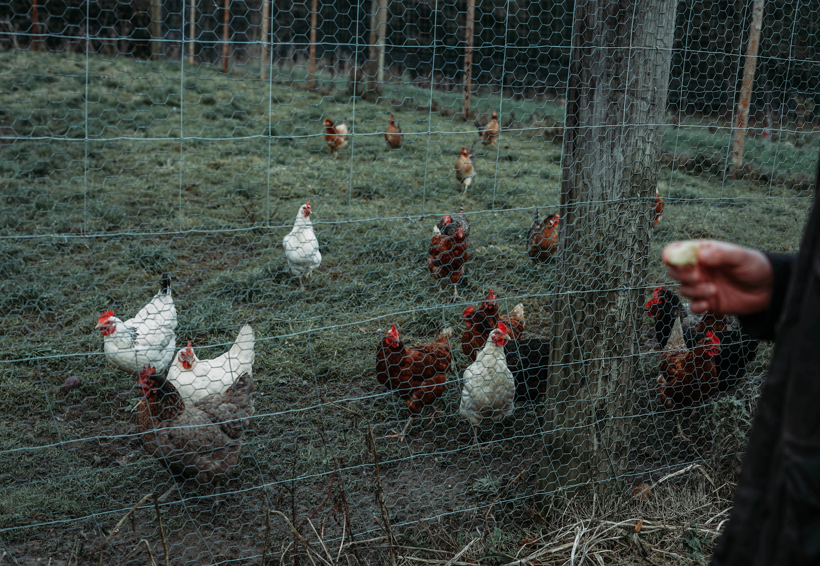 Agri & Poultry Nets — reference photos — image 5