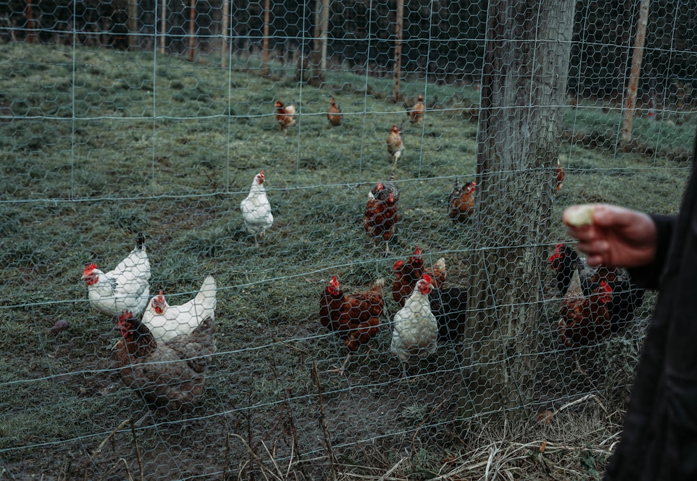 a group of chickens in a field behind a fence