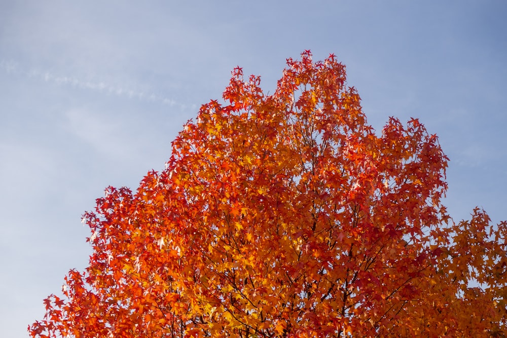 orange leaf tree during day