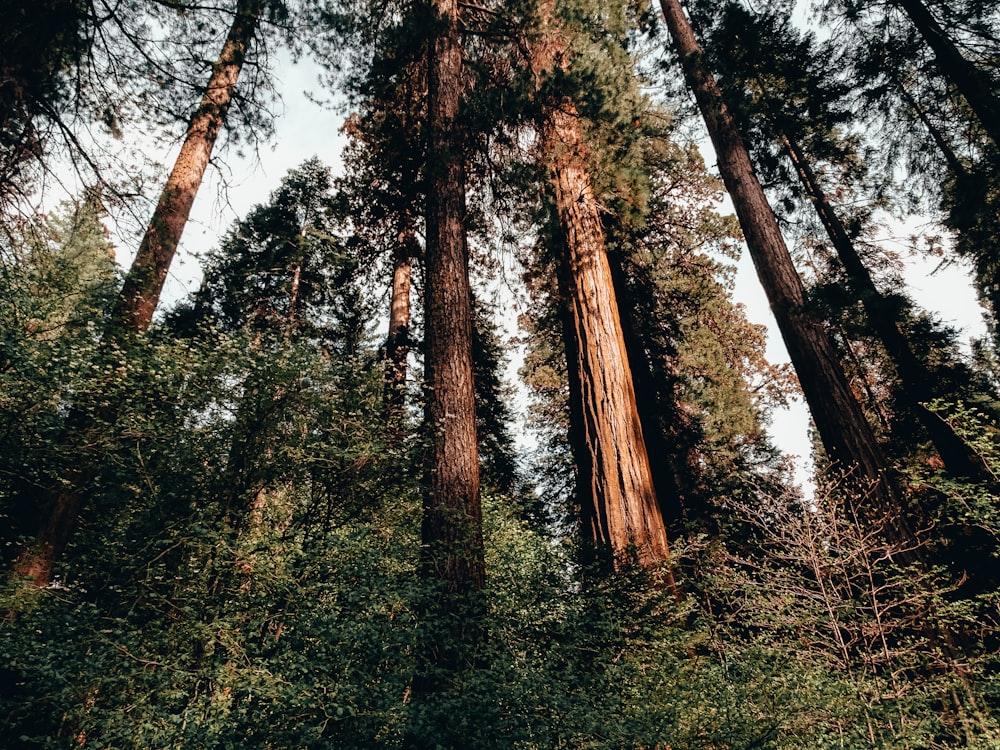 Low-Angle-Fotografie von grünen Bäumen unter einem ruhigen blauen Himmel während des Tages