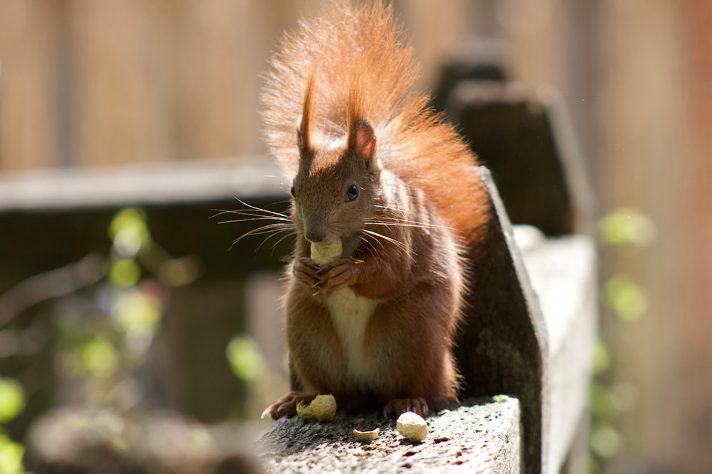 selective focus photo of squirrel