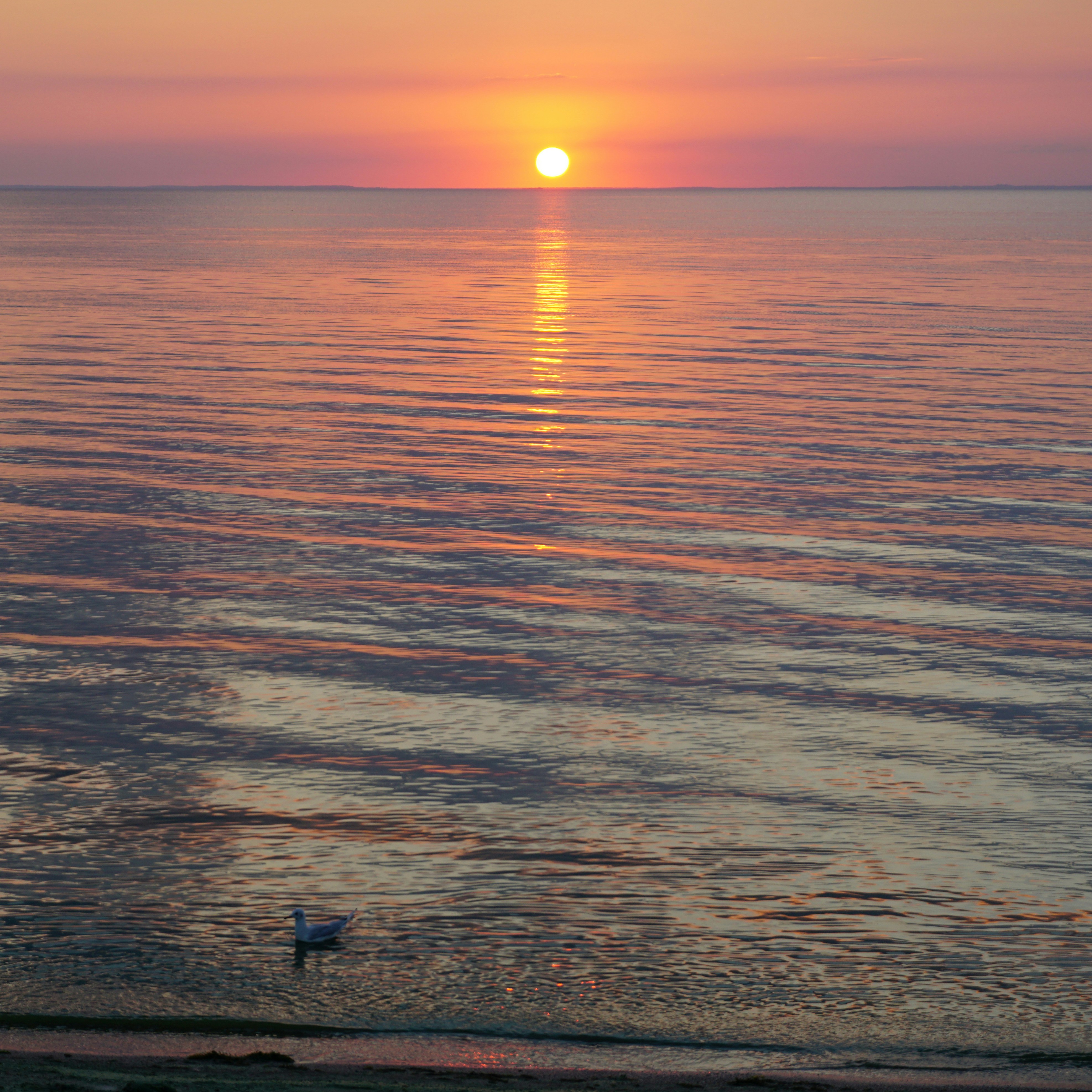 Photo by forest_diver