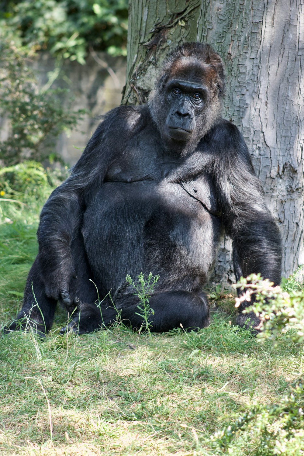 gorilla leaning on tree