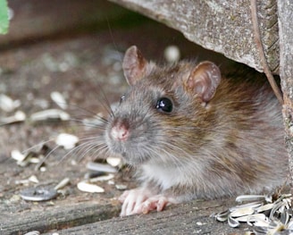 Rodent Exclusion Services by NE Region Pest Control