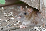 rats souris rats souris rats souris rats souris rats souris rats souris rats souris rats souris rats