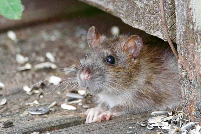 Roof rat found accessing the home through a gap