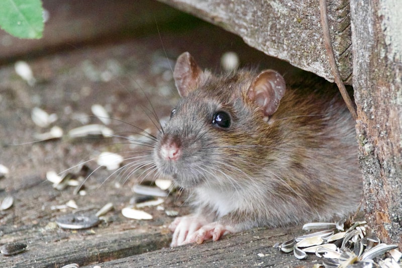 Rat found accessing a home through a gap in the foundation