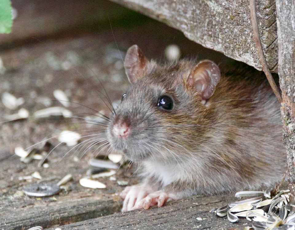 selective focus photo of rodent