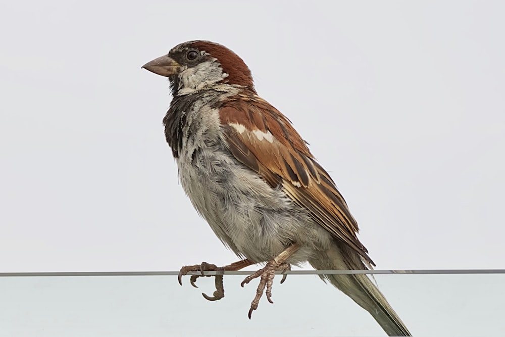 brown and gray bird perch on gray string