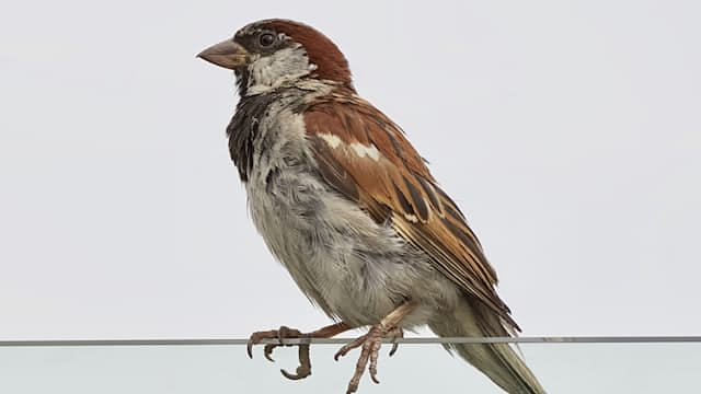 Sparrow