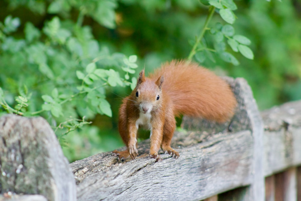 brown squirrel on brown fence