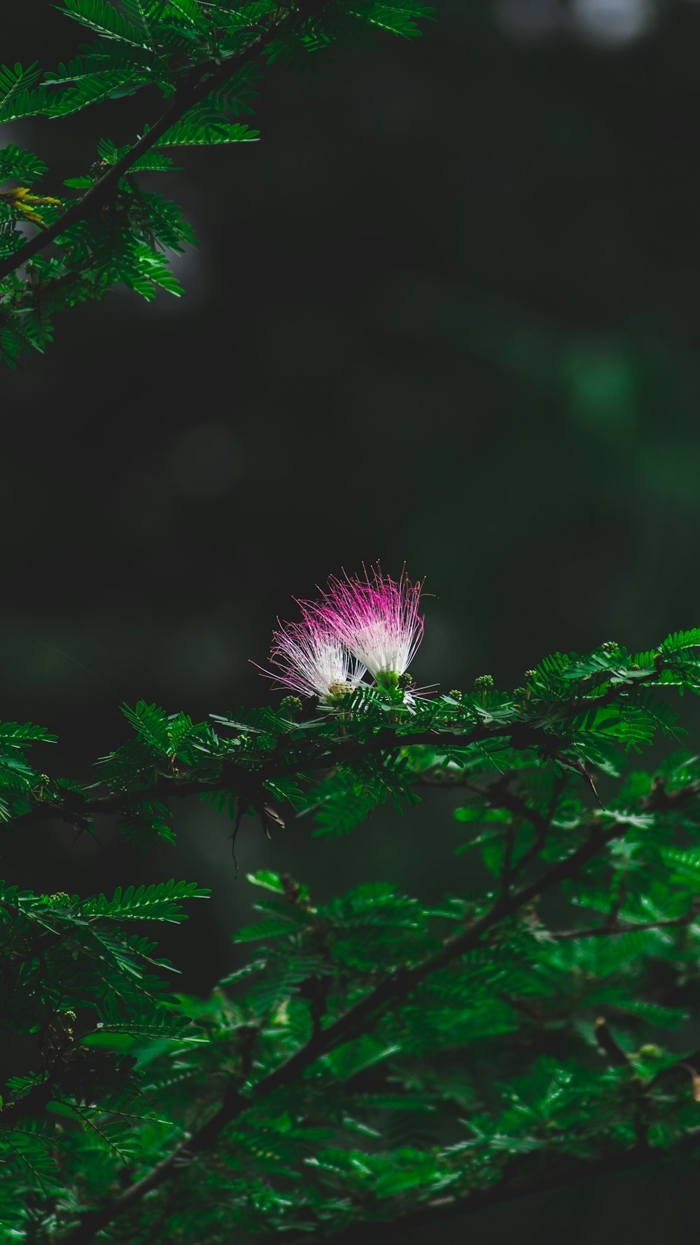 selective focus photo of white and pink flower