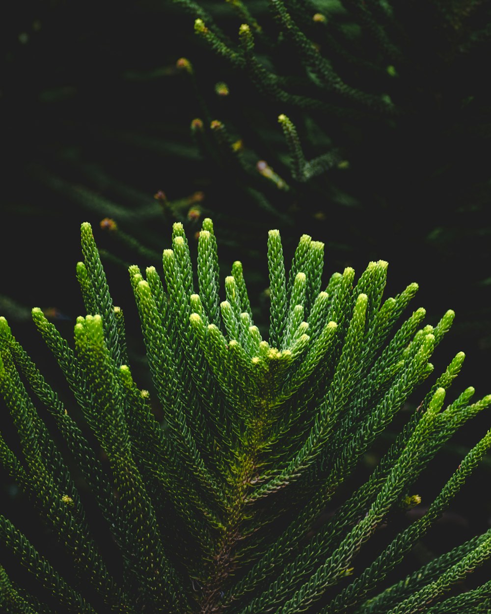 feuille de pin vert