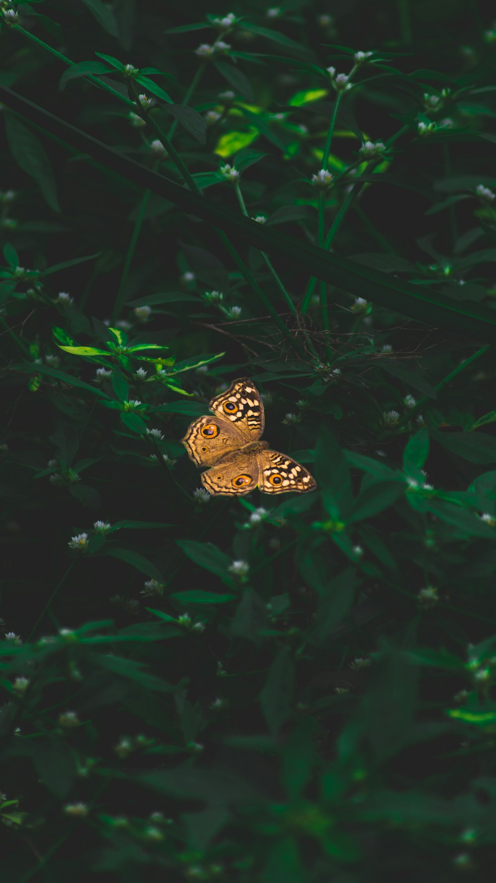 orange butterfly flying on green leafy plant