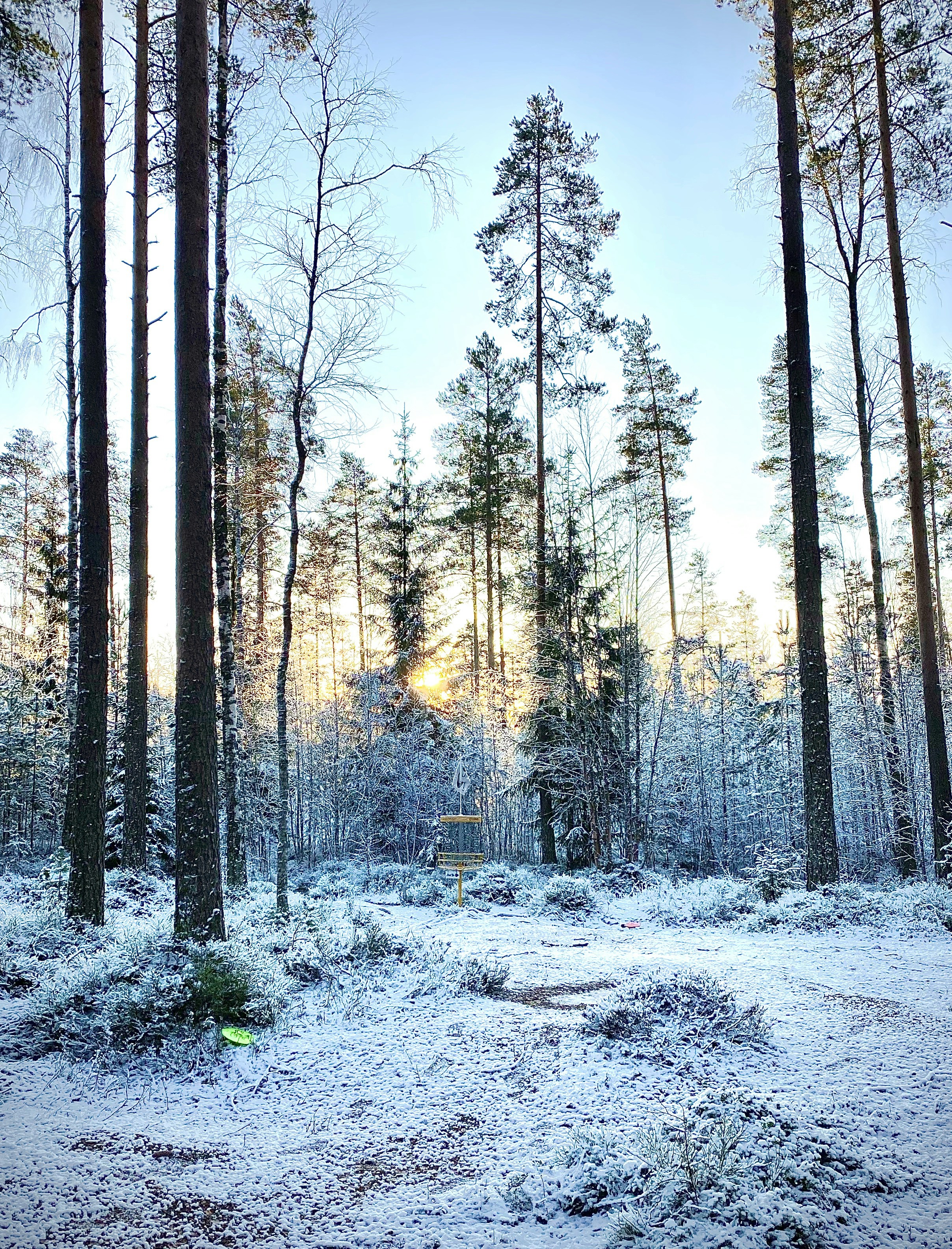 trees covered by snow