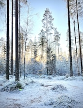 trees covered by snow