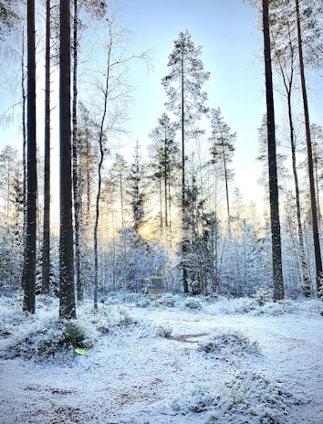 trees covered by snow