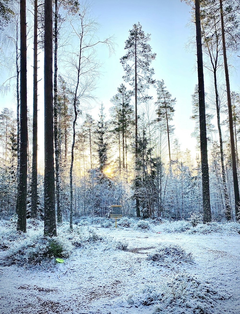 alberi coperti di neve