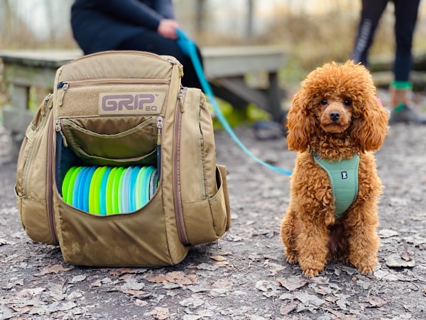 13 Best Gifts For The Disc Golf Fanatic In Your Life