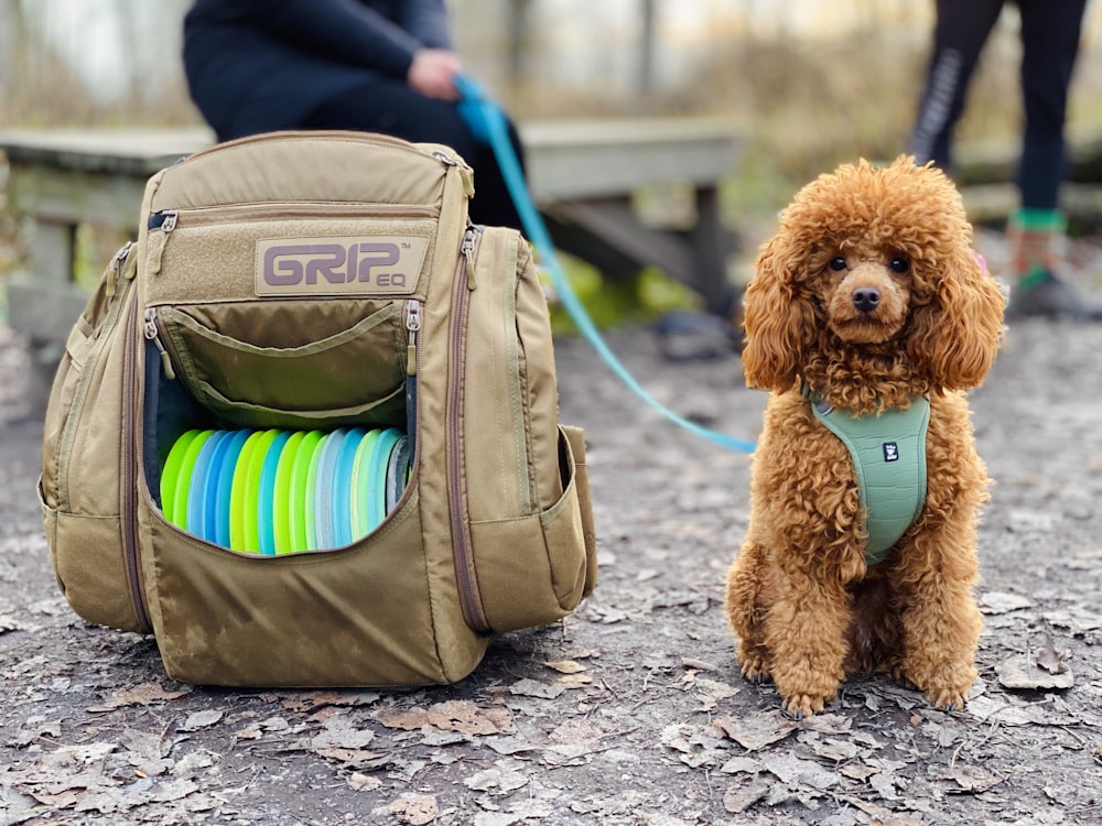 brauner sitzender Hund neben offener brauner Tasche