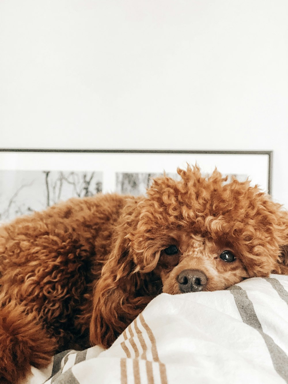 medium-coated brown dog