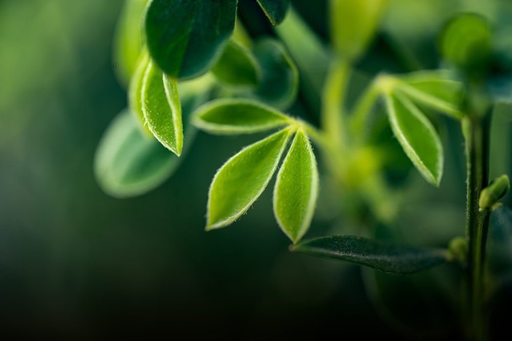 green plant