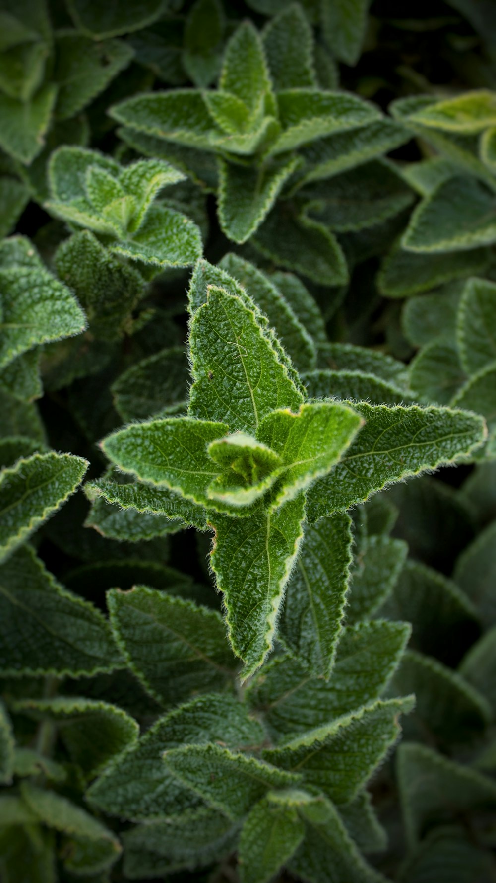 close-up photo of green leafy plant