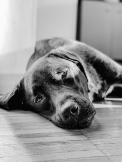 grayscalee photo of dog lying on floor