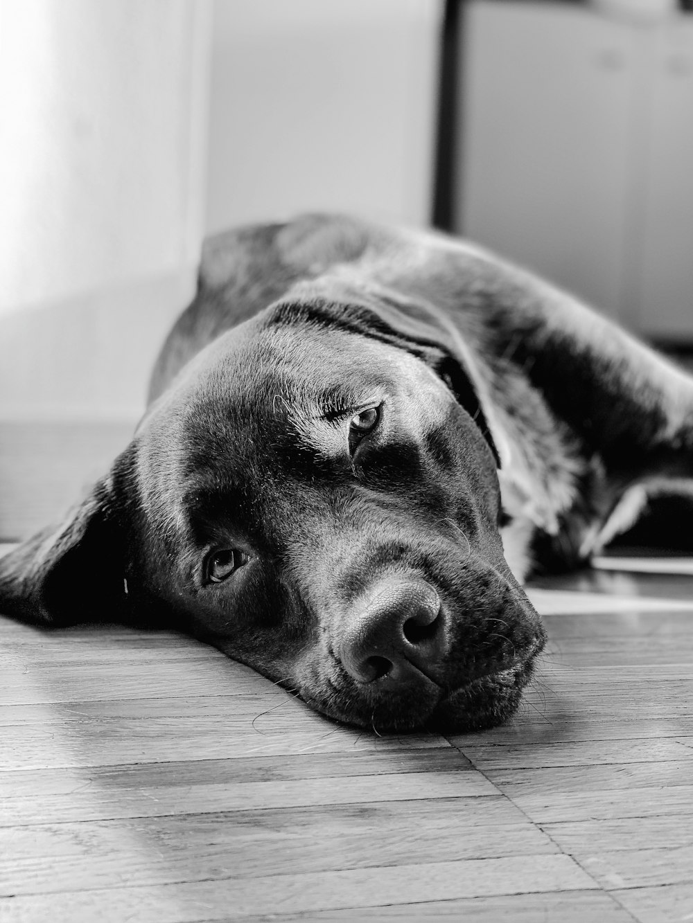 grayscalee photo of dog lying on floor