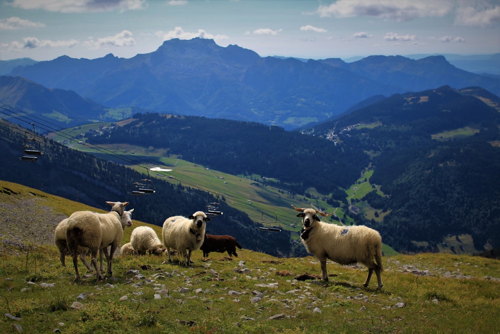 herd of lamb on grass field