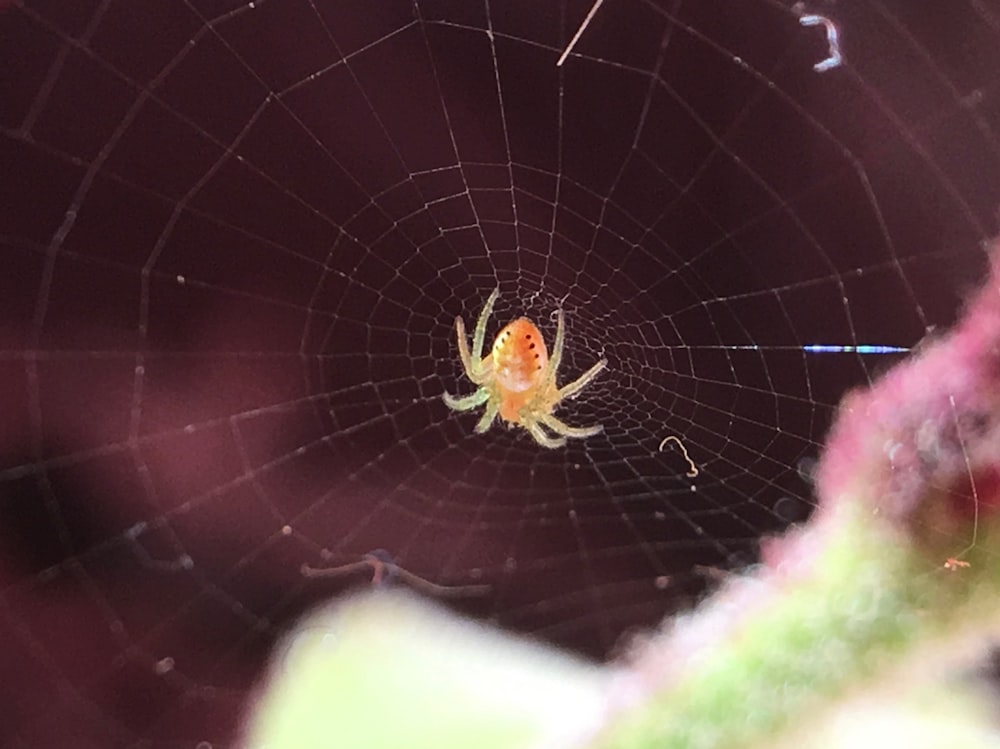 selective focus photo of beige spider on cobweb