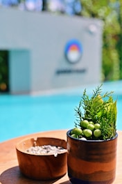 A small plant with green berries and leaves sits in a brown and blue pot on a wooden surface. Next to it is another wooden bowl containing seeds. In the background, there is a blurred view of a swimming pool and a wall with a colorful circular logo.