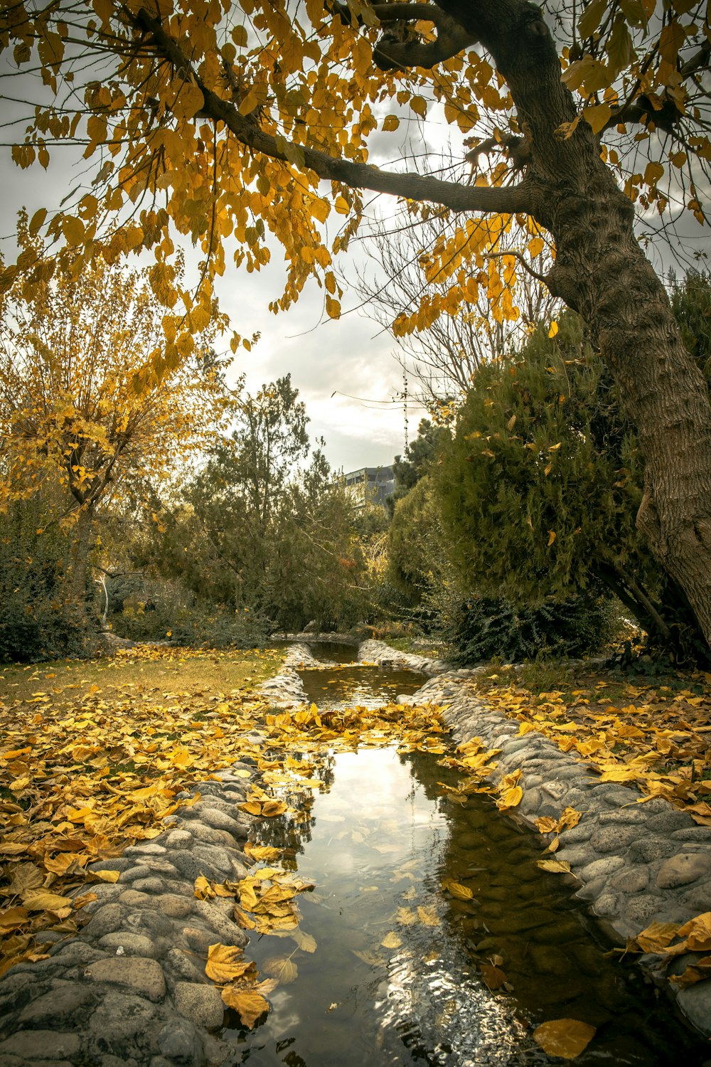 brown leafy tree