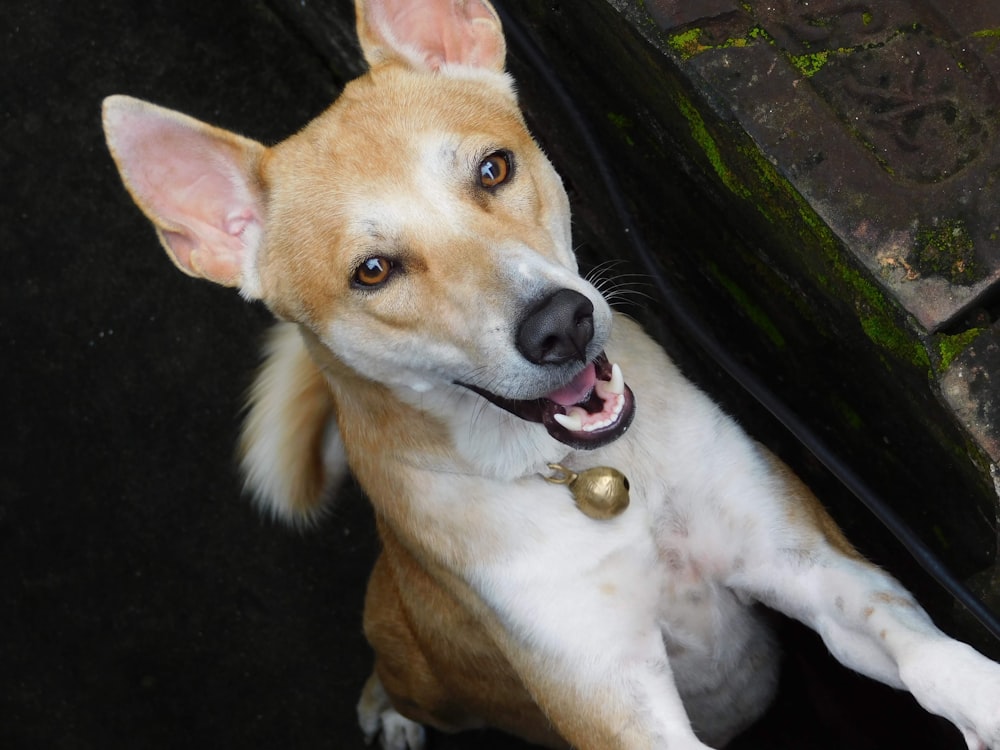 short-coated tan and white dog