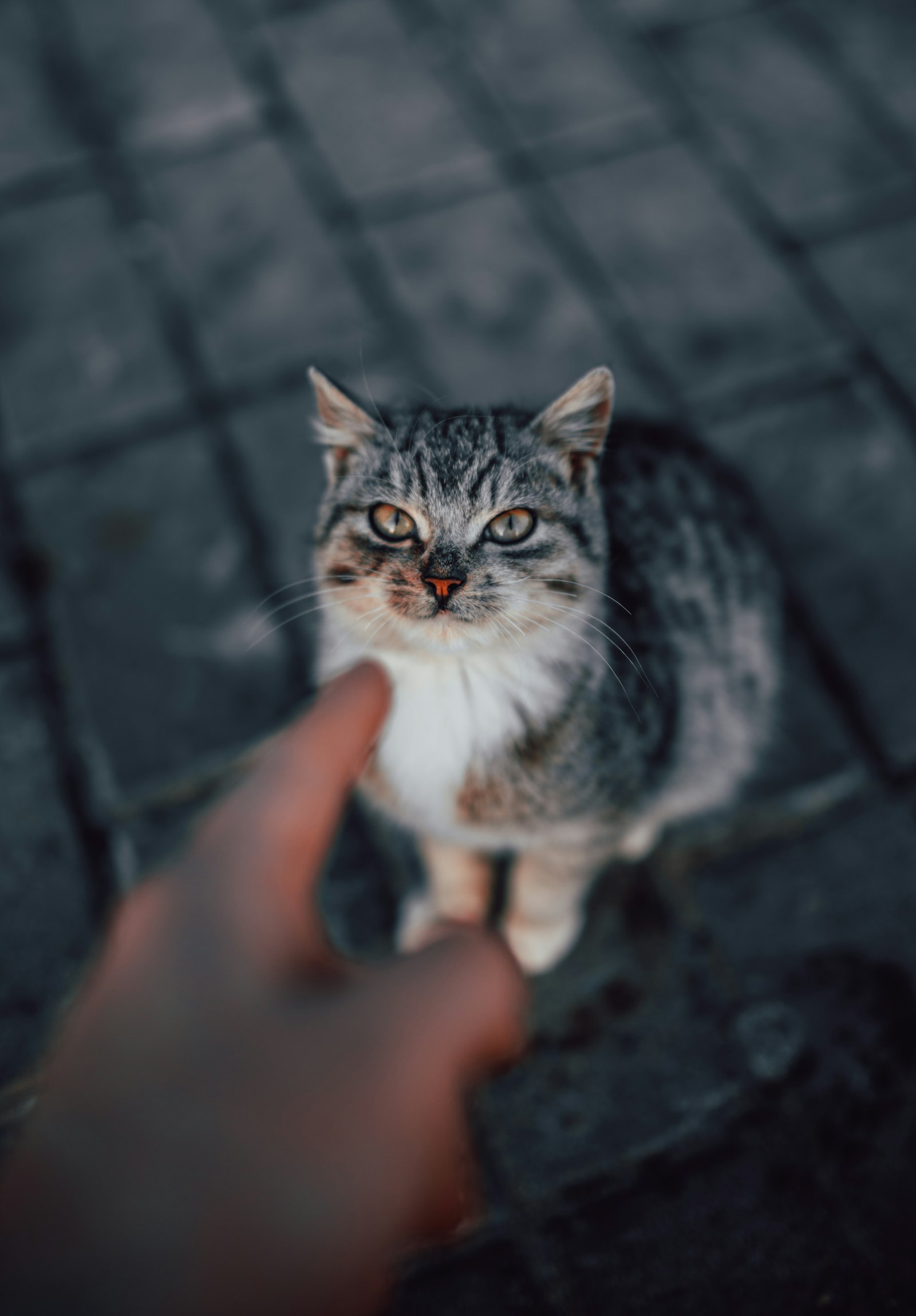 Nikon D600 + Sigma 35mm F1.4 DG HSM Art sample photo. Brown tabby cat looking photography