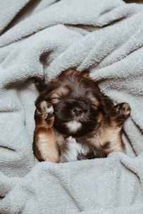 German shepherd puppy sleeping