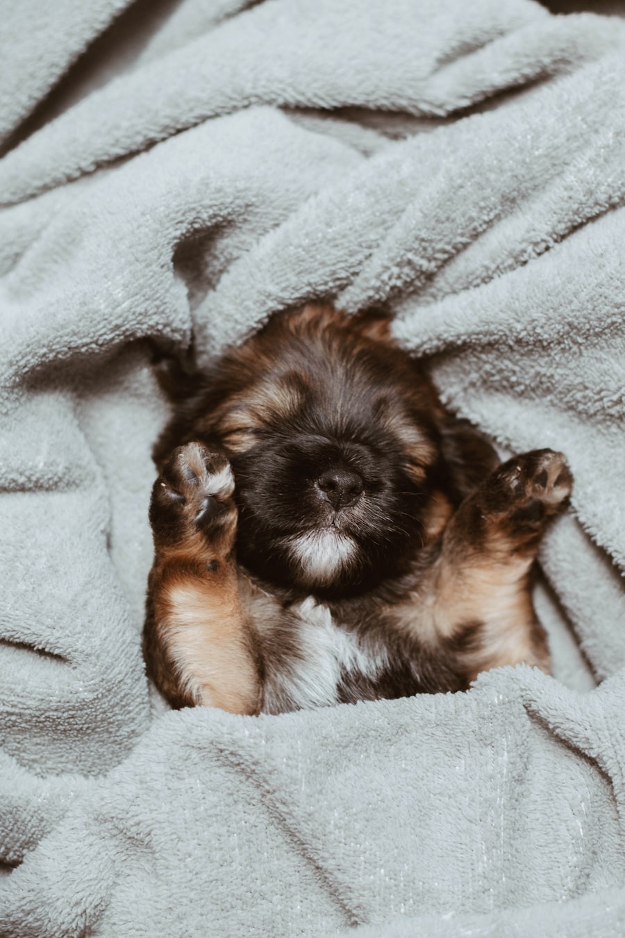 A young German shepherd puppy sleeping peacefully under a soft blanket