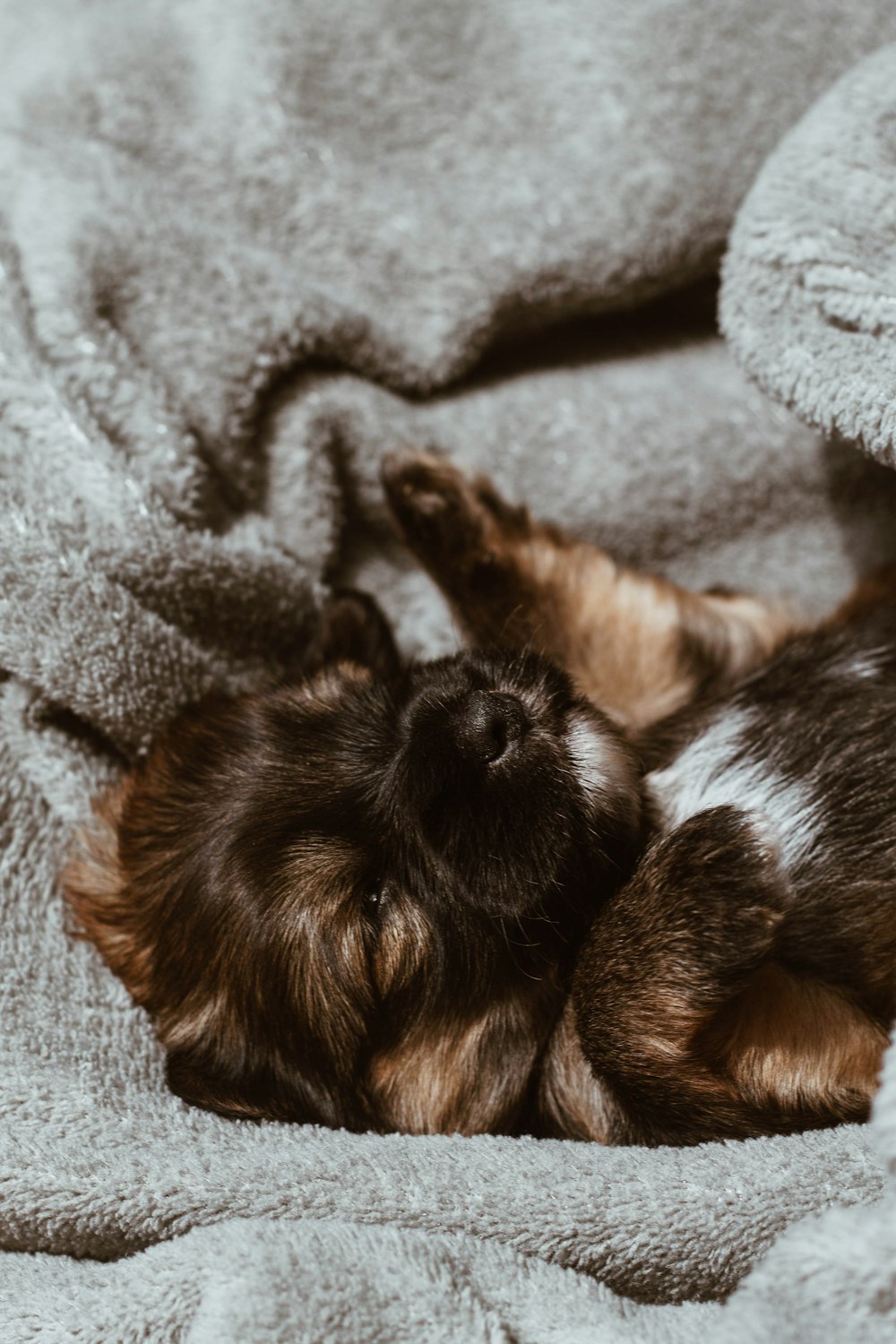 Perro marrón sobre textil gris