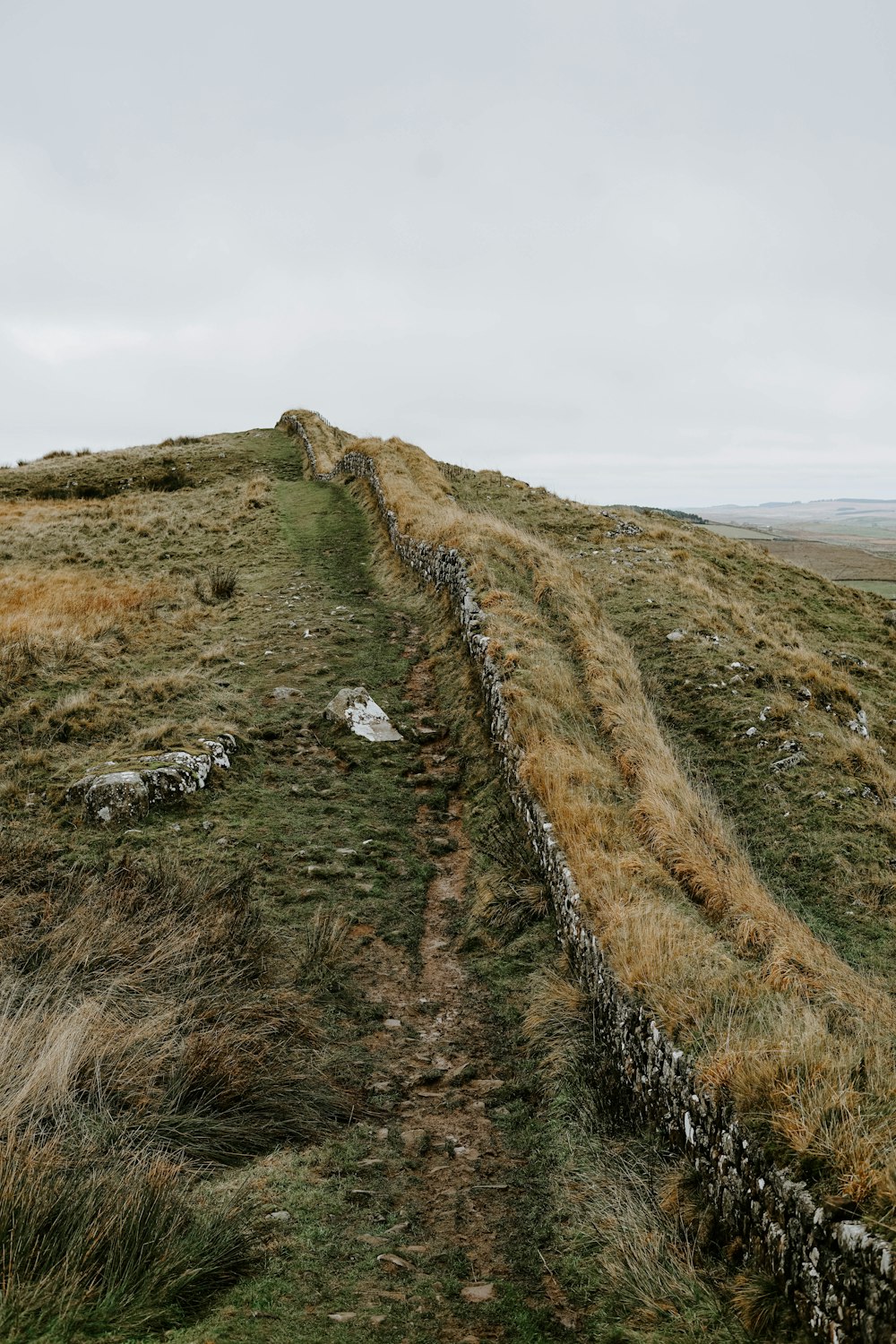 hill with green grass