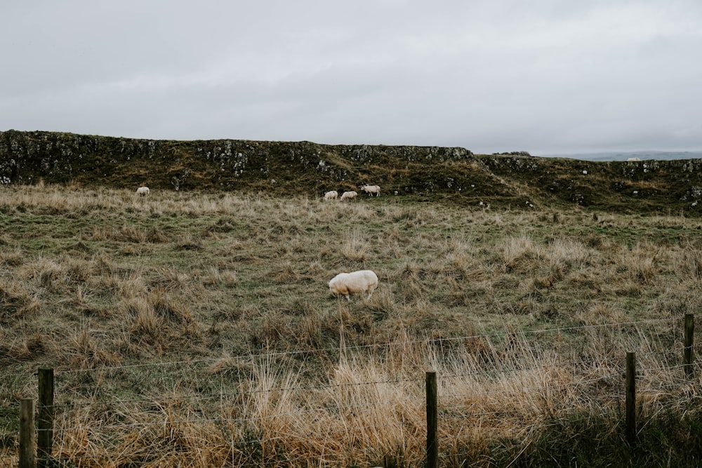 animal on green grass field