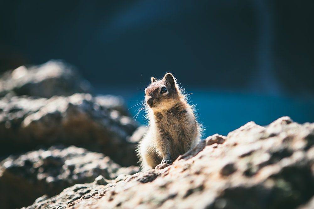 esquilo sentado na pedra