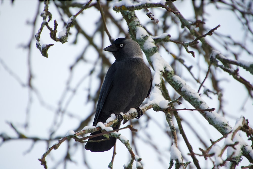 gray coated bird standing on tree branch