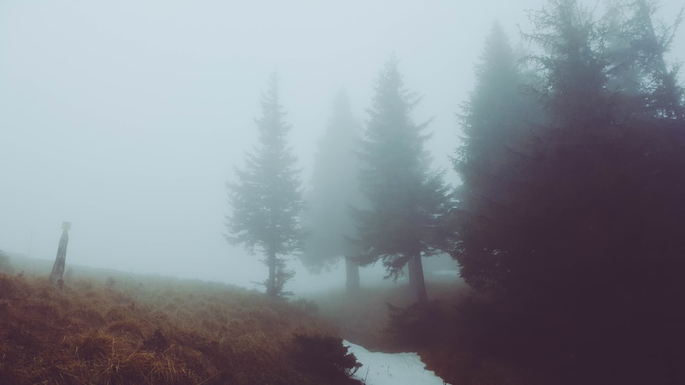 foggy pine trees