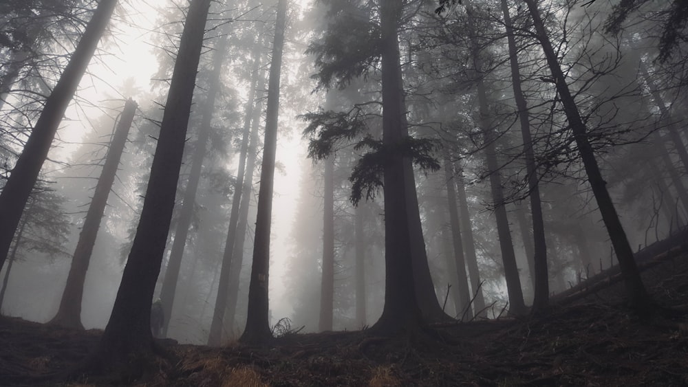 silhouette of trees