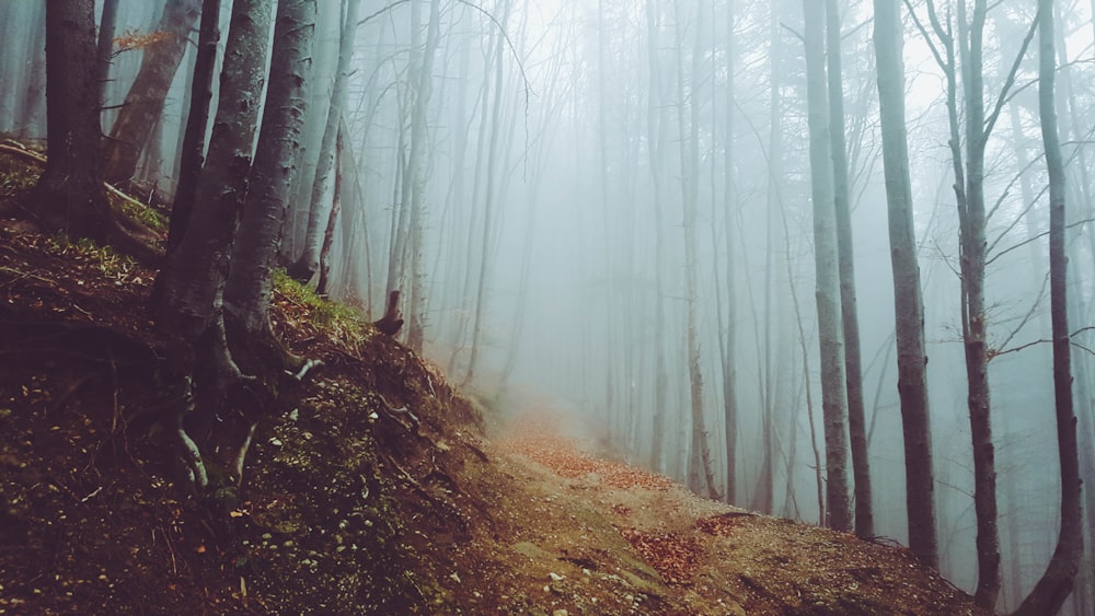 photography of trees during daytime