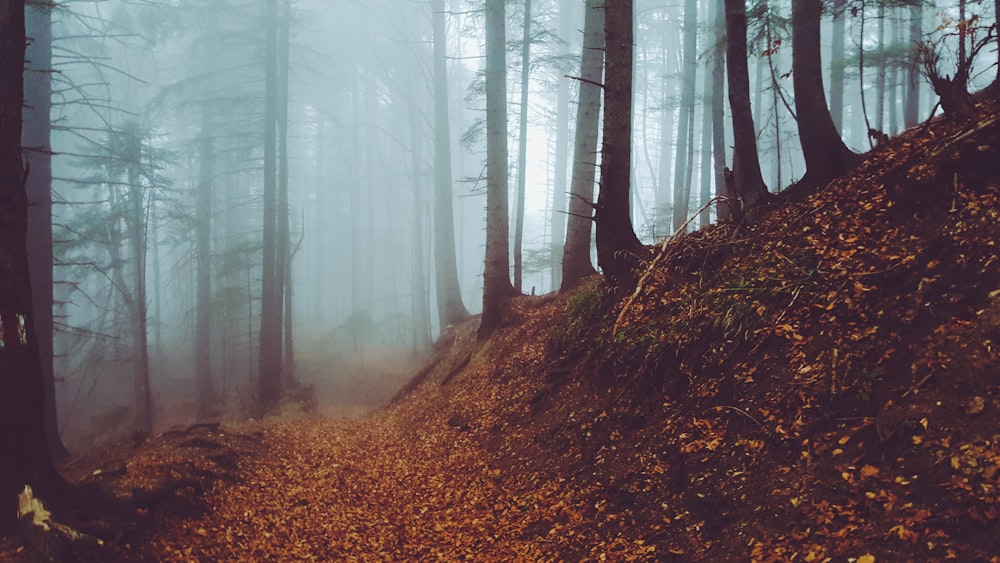 sentiero vuoto circondato da alberi