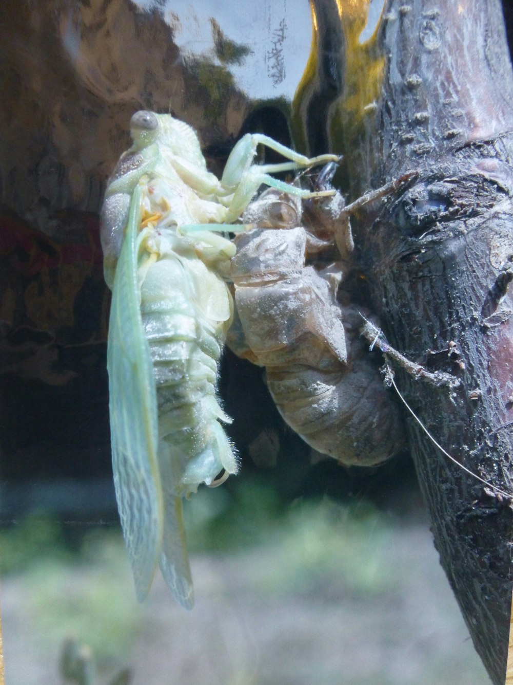 green and brown insects