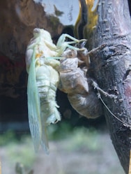Discover the Fascinating World of Cicadas: Biology, Lifecycle, and More