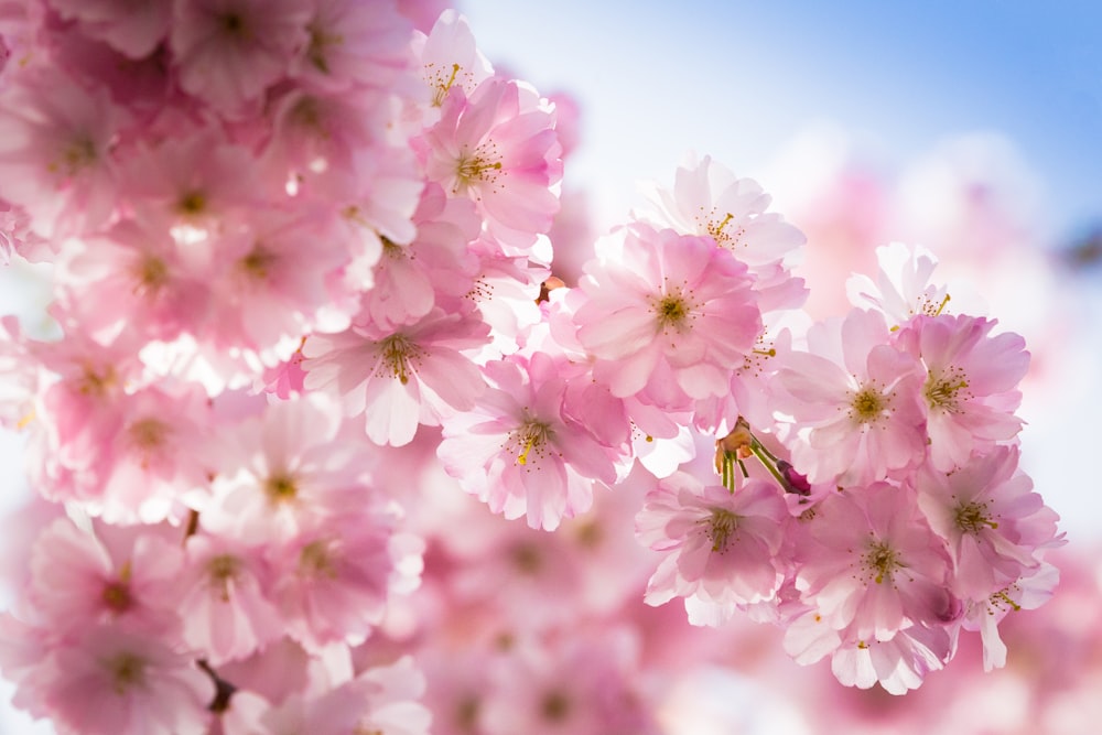 selective focus photo of pink flowers