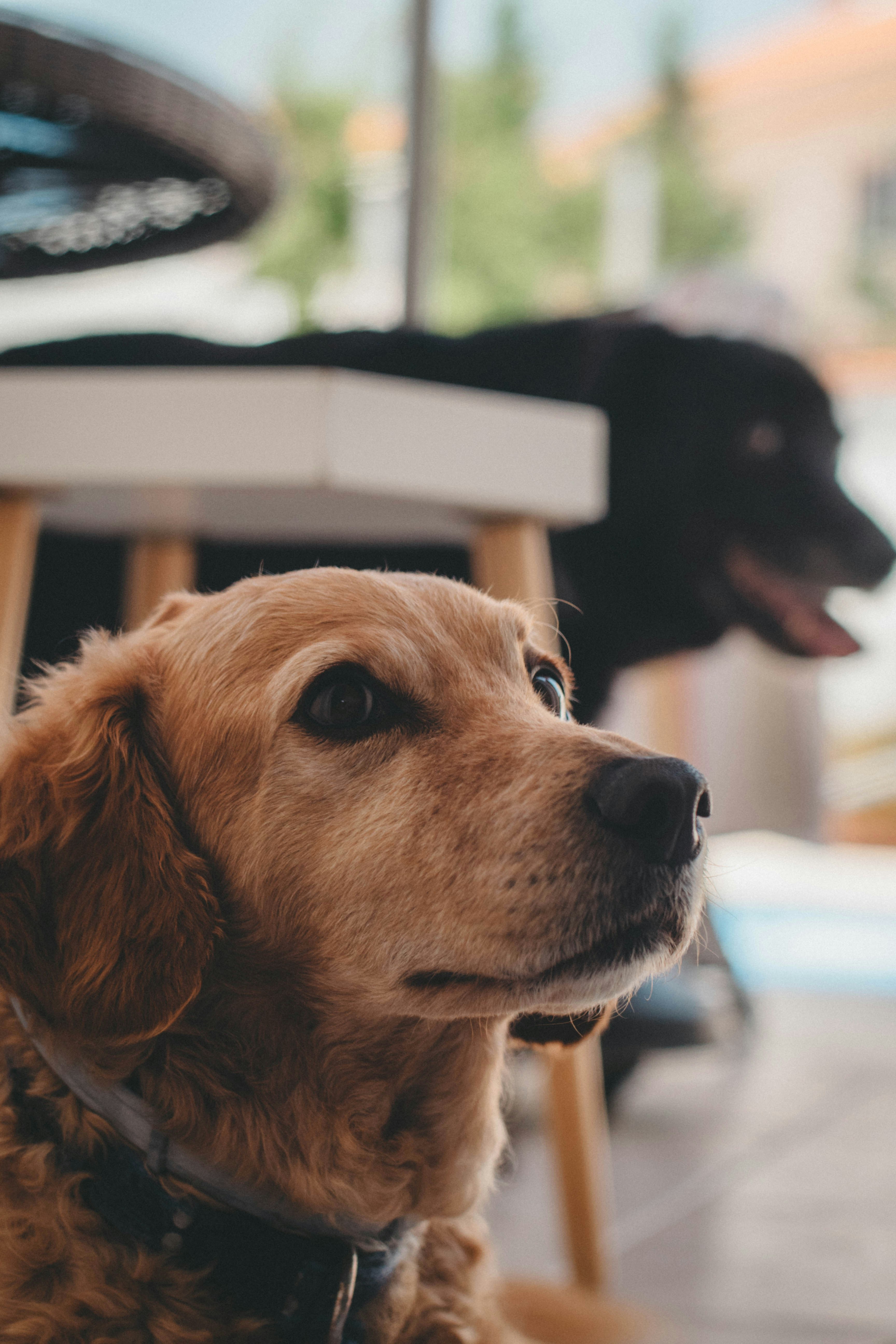 selective focus photo of sitting tan dog